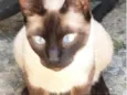 Belinha