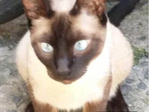 Gato raça SRD-ViraLata idade 7 a 11 meses nome Belinha