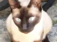 Belinha