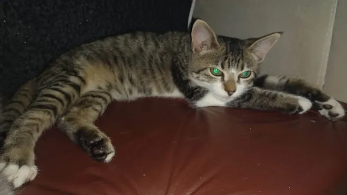 Gato raça SRD-ViraLata idade 2 a 6 meses nome Juca