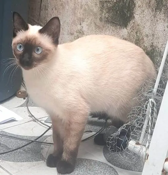 Gato raça SRD-ViraLata idade 2 a 6 meses nome Cloe