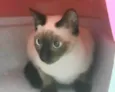 Gato raça SRD-ViraLata idade 2 a 6 meses nome Cloe