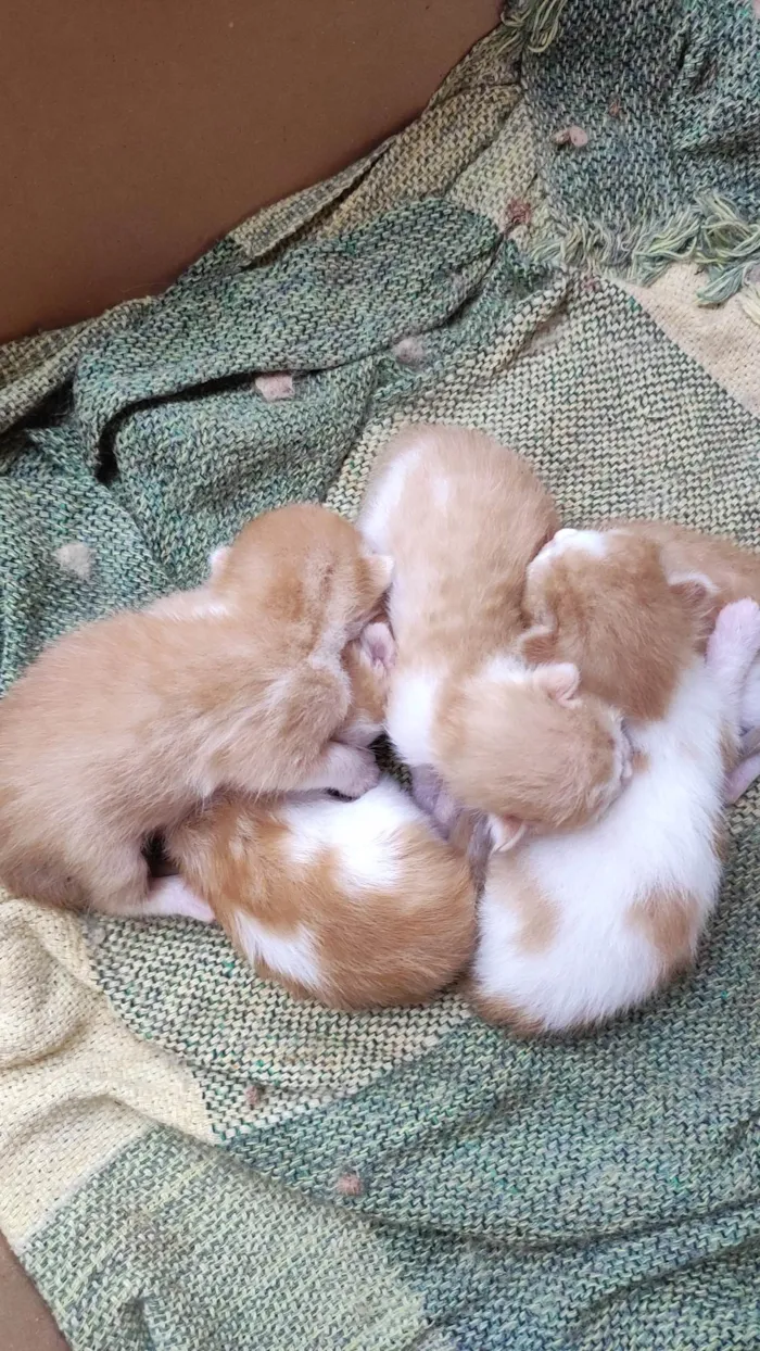 Gato ra a Sem raça  idade Abaixo de 2 meses nome Nasceram todos no dia 20 de fevereiro 