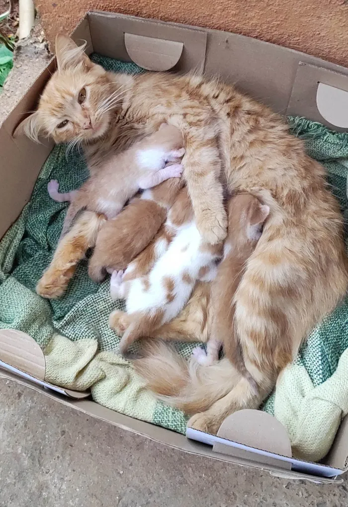 Gato ra a Sem raça  idade Abaixo de 2 meses nome Nasceram todos no dia 20 de fevereiro 