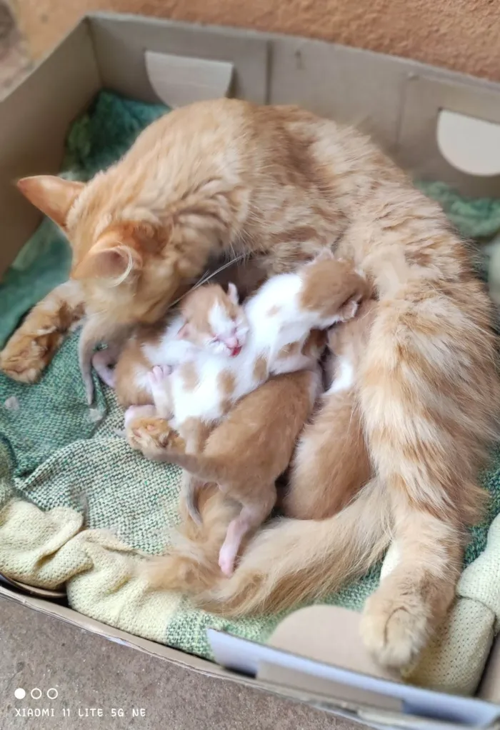 Gato ra a Sem raça  idade Abaixo de 2 meses nome Nasceram todos no dia 20 de fevereiro 