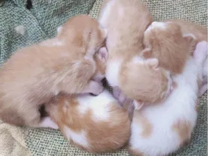 Gato raça Sem raça  idade Abaixo de 2 meses nome Nasceram todos no dia 20 de fevereiro 