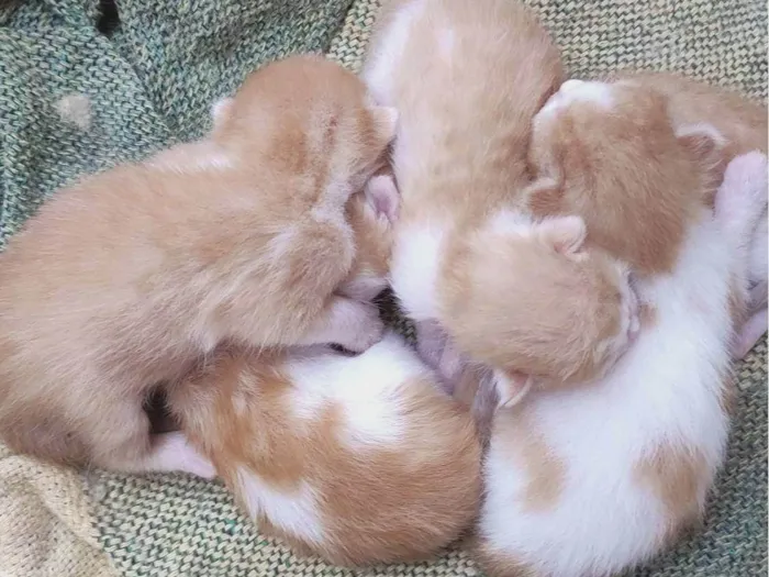Gato ra a Sem raça  idade Abaixo de 2 meses nome Nasceram todos no dia 20 de fevereiro 
