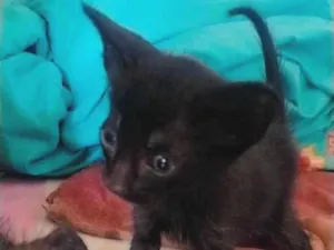 Gato raça SRD-ViraLata idade Abaixo de 2 meses nome Sem nome 