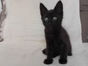 Gato raça SRD-ViraLata idade Abaixo de 2 meses nome Jade