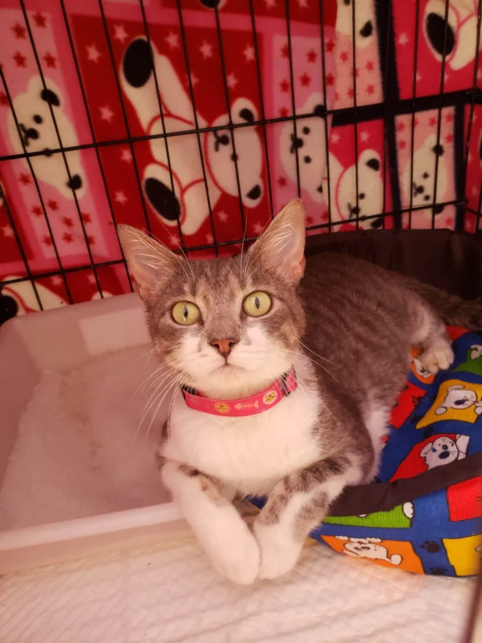 Gato raça SRD-ViraLata idade 2 anos nome Catharina