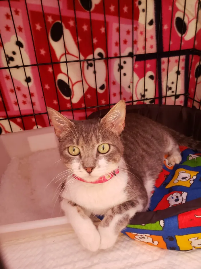 Gato raça SRD-ViraLata idade 2 anos nome Catharina