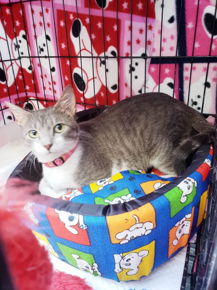 Gato raça SRD-ViraLata idade 2 anos nome Catharina