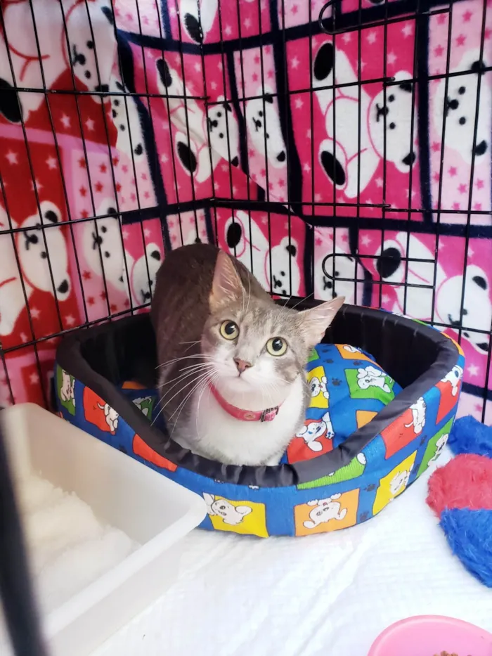 Gato raça SRD-ViraLata idade 2 anos nome Catharina