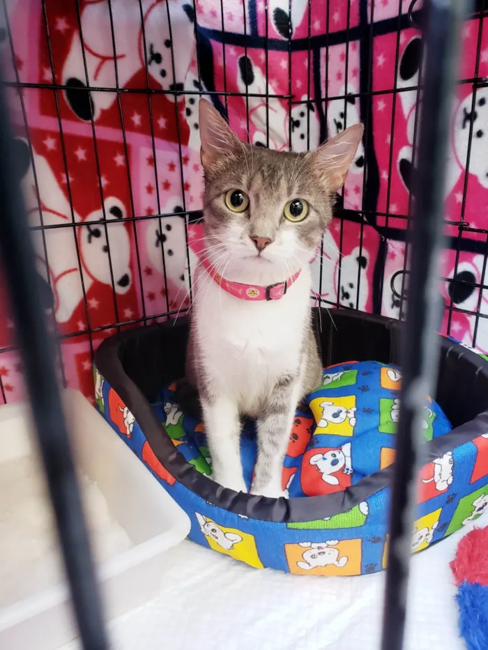 Gato raça SRD-ViraLata idade 2 anos nome Catharina