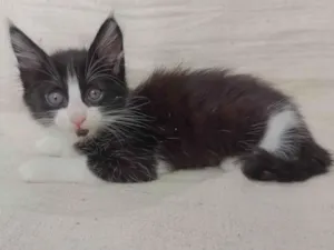 Gato raça SRD-ViraLata idade Abaixo de 2 meses nome Lara
