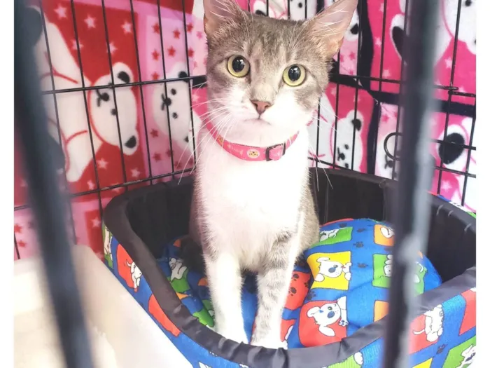 Gato raça SRD-ViraLata idade 2 anos nome Catharina