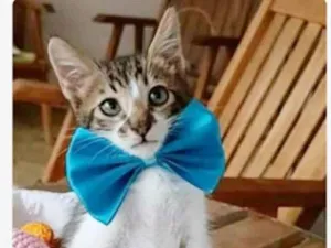 Gato raça srd tigradinho idade 2 a 6 meses nome FÉLIX 