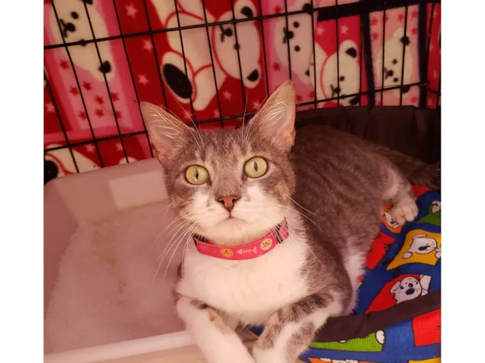 Gato raça SRD-ViraLata idade 2 anos nome Catharina