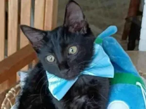 Gato raça srd idade 2 a 6 meses nome ABEL