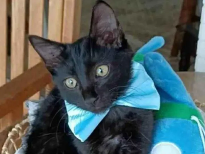 Gato ra a srd idade 2 a 6 meses nome ABEL