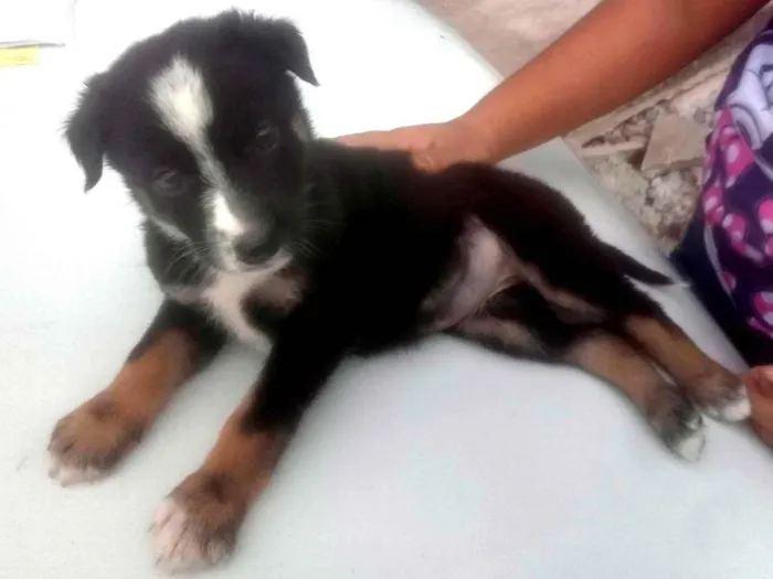 Cachorro ra a Pastor Alemão idade Abaixo de 2 meses nome Filhotes 