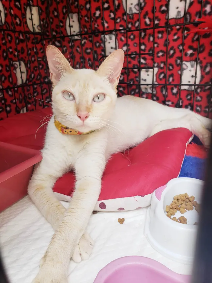 Gato raça SRD-ViraLata idade 7 a 11 meses nome Baunilha