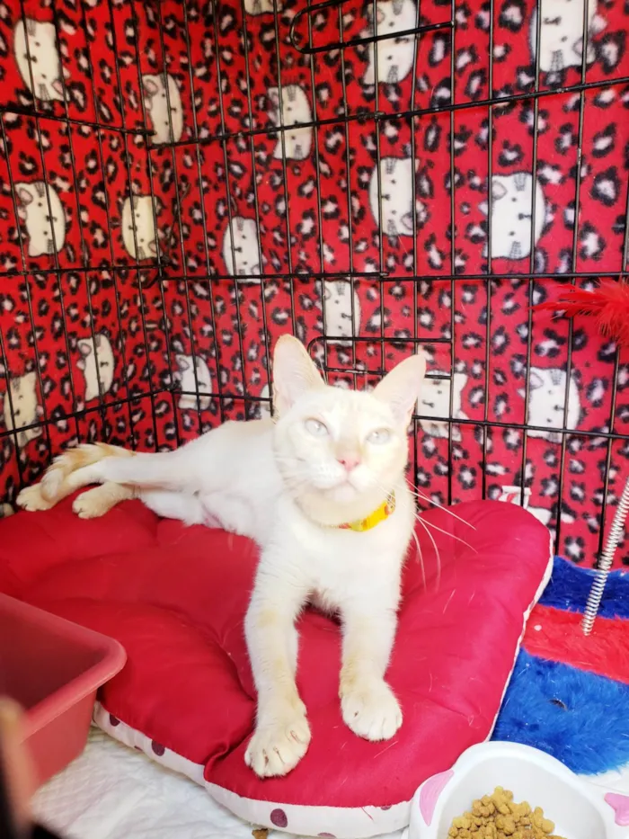 Gato raça SRD-ViraLata idade 7 a 11 meses nome Baunilha