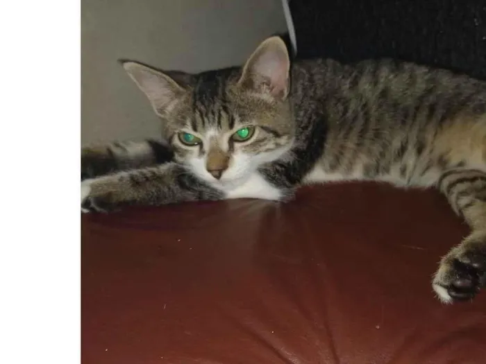 Gato raça SRD-ViraLata idade 2 a 6 meses nome Juca