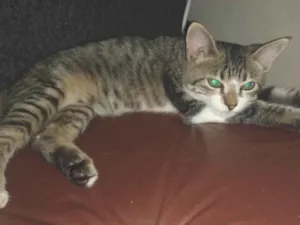 Gato raça SRD-ViraLata idade 2 a 6 meses nome Juca