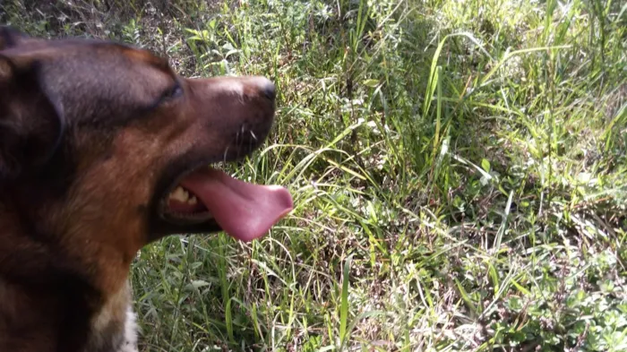 Cachorro ra a SRD-ViraLata idade 6 ou mais anos nome Rudá