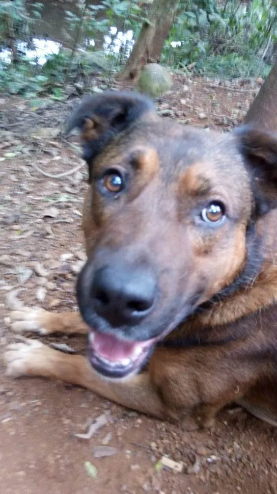 Cachorro ra a SRD-ViraLata idade 6 ou mais anos nome Rudá