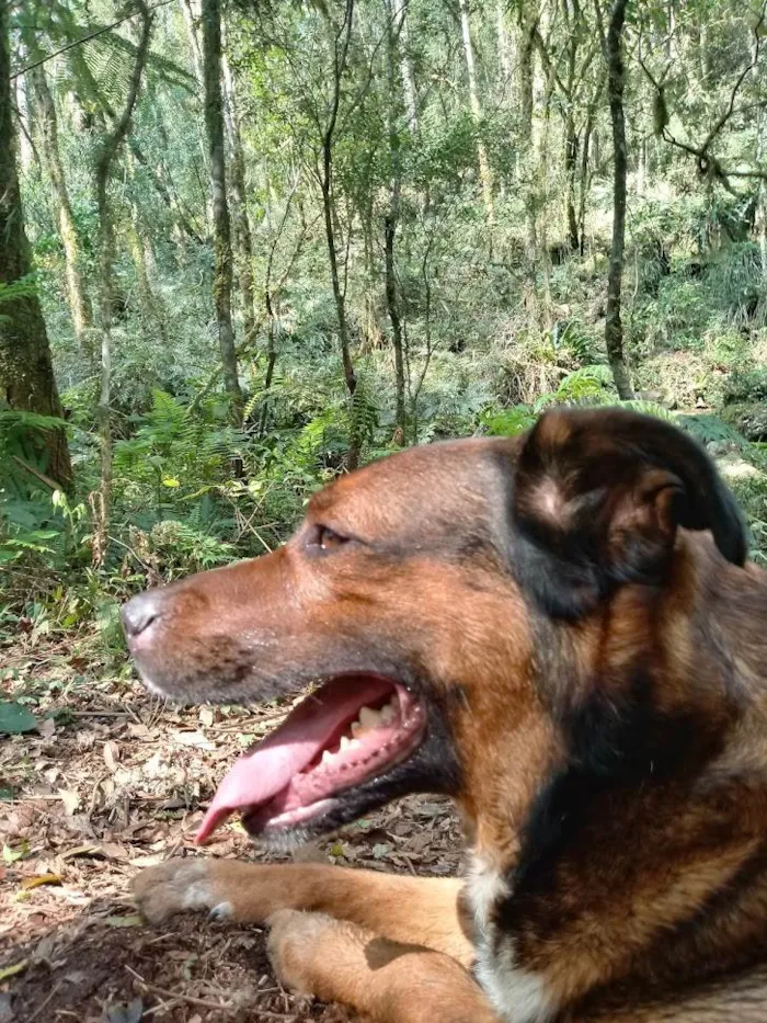 Cachorro ra a SRD-ViraLata idade 6 ou mais anos nome Rudá