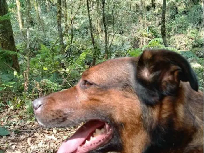 Cachorro ra a SRD-ViraLata idade 6 ou mais anos nome Rudá