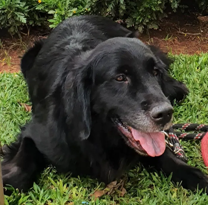 Cachorro ra a Flat retriever idade 5 anos nome ZAHRA