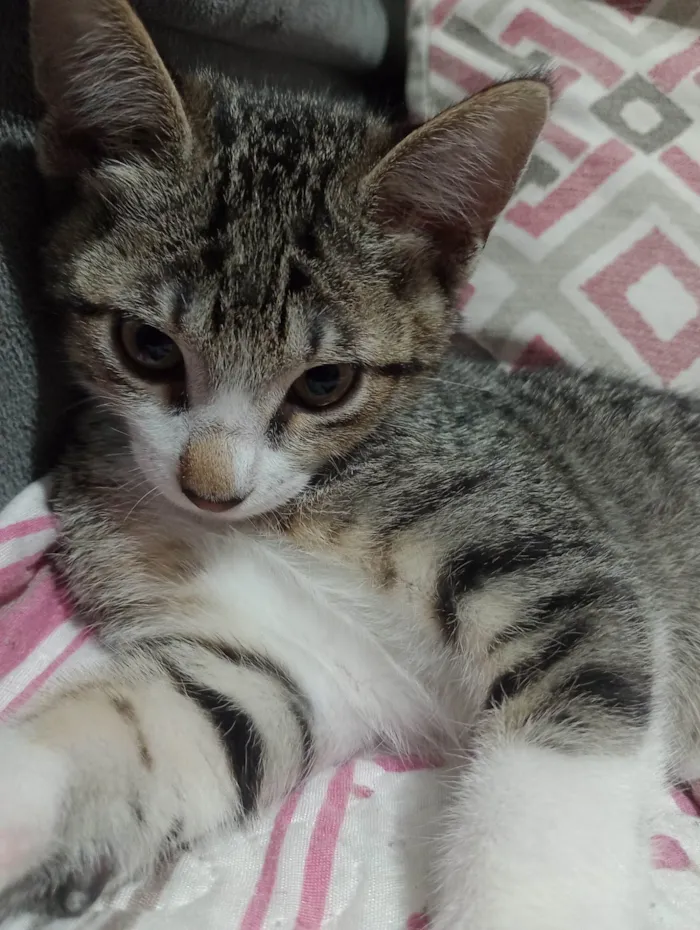 Gato ra a SRD-ViraLata idade 2 a 6 meses nome Ainda sem nome 