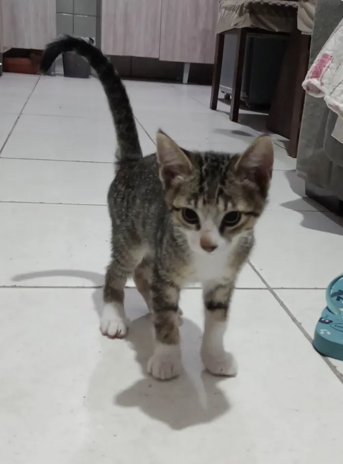 Gato ra a SRD-ViraLata idade 2 a 6 meses nome Ainda sem nome 