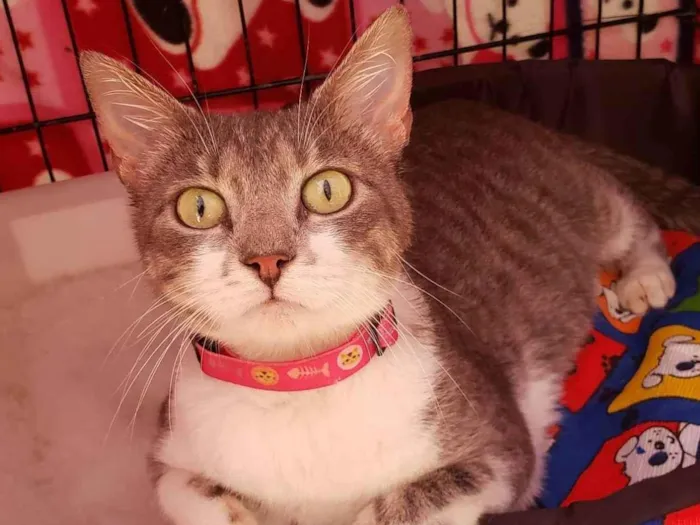 Gato raça SRD-ViraLata idade 2 anos nome Catharina