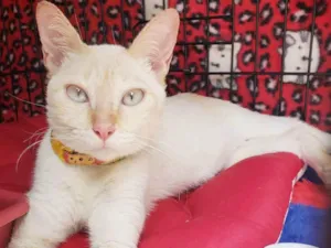 Gato raça SRD-ViraLata idade 7 a 11 meses nome Baunilha
