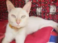 Gato raça SRD-ViraLata idade 7 a 11 meses nome Baunilha