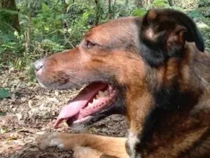Cachorro raça SRD-ViraLata idade 6 ou mais anos nome Rudá
