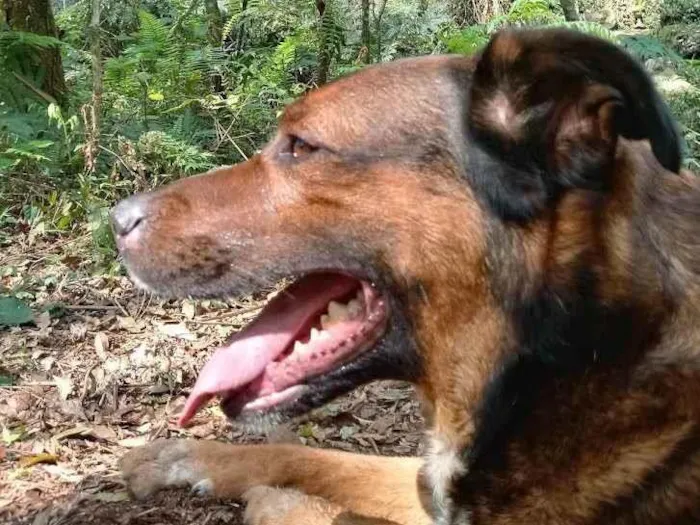 Cachorro ra a SRD-ViraLata idade 6 ou mais anos nome Rudá