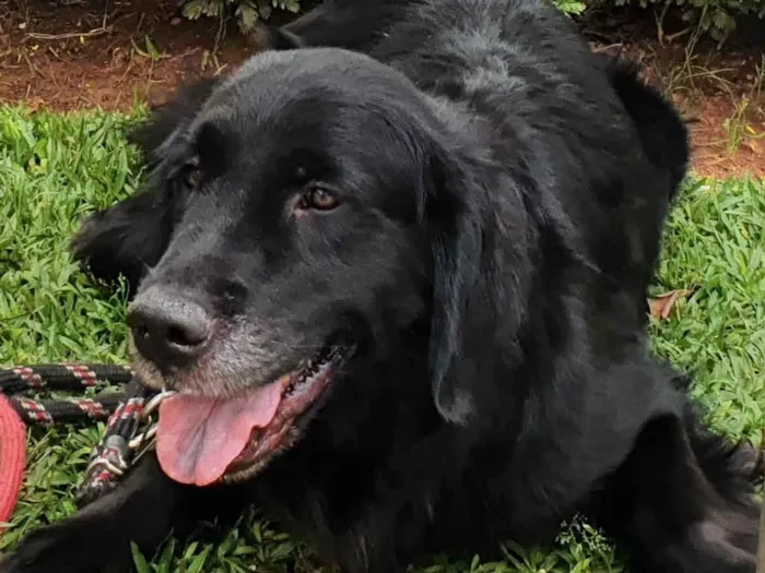 Cachorro ra a Flat retriever idade 5 anos nome ZAHRA
