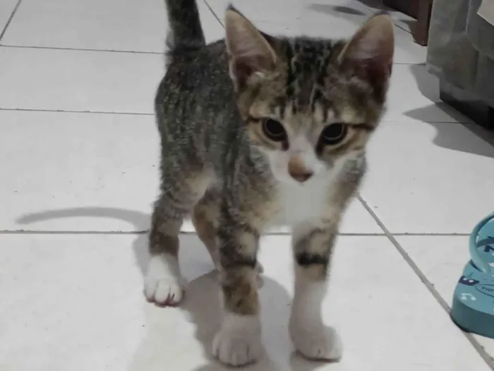 Gato ra a SRD-ViraLata idade 2 a 6 meses nome Ainda sem nome 