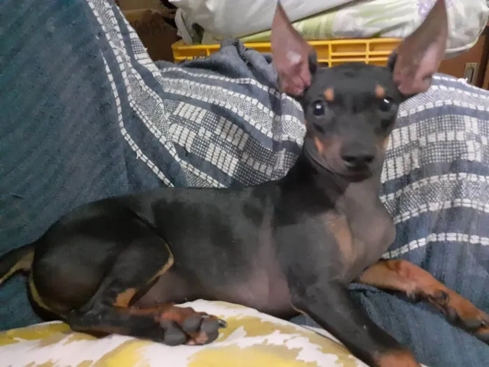 Cachorro ra a SRD-ViraLata idade 7 a 11 meses nome Betinho