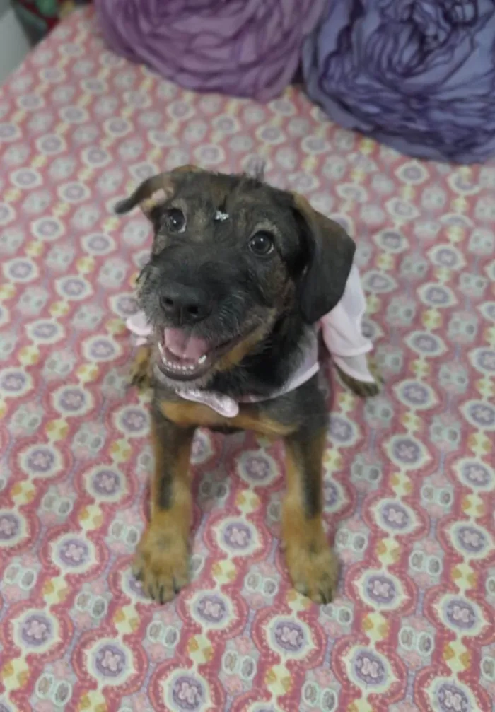 Cachorro ra a Curta idade 2 a 6 meses nome Ludy