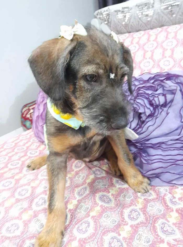 Cachorro ra a Curta idade 2 a 6 meses nome Ludy