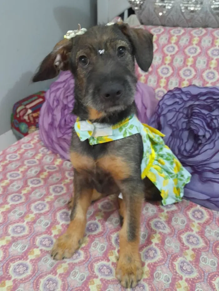 Cachorro ra a Curta idade 2 a 6 meses nome Ludy