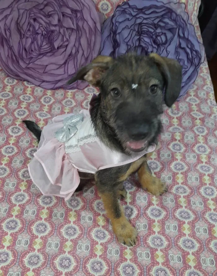 Cachorro ra a Curta idade 2 a 6 meses nome Ludy