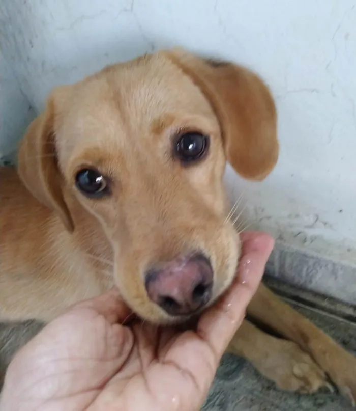 Cachorro ra a SRD-ViraLata idade 1 ano nome Brisa