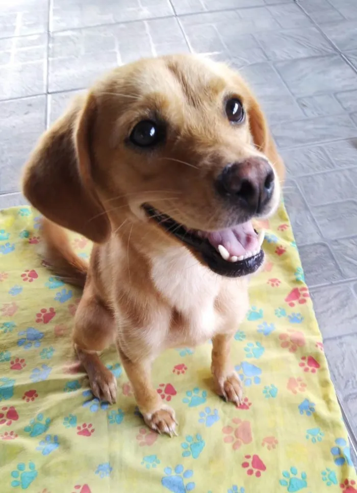 Cachorro ra a SRD-ViraLata idade 1 ano nome Brisa